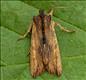 2235 (73.2) Tawny Pinion